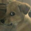 Olhos de filhote