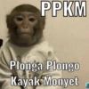 PPKM
Plonga Plongo
Kayak Monyet