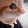 Gatinhos reativos 🐾 17