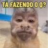 TÁ FAZENDO O Q?