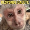 RESPONDE CACETE