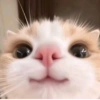 Gatos 26