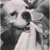 Gatos y perros locos 14