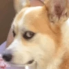 Cute Dog 🐶 5