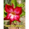 bom dia amigos