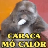 MACAQUINHA XINGXING 🐵🤎 14