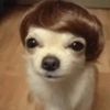 Perritos para reaccionar 5