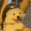 Animalitos para reaccionar  13