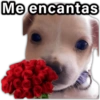 Me encantas paraguayita 01
