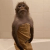 Reações de macaco | monkey 🐒 17