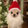 Perritos Navideños (Stickers) 13