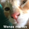 Wenas mai lov