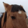 Cavalinho Fofo Reações 🐴 21