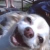 Cachorros engraçado  12