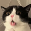 Animalitos para reaccionar  5