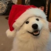 Perritos Navideños (Stickers) 6