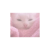 Cute Cat 30