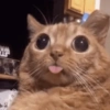 Gatitos Memes😺✨💕12 11