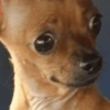 Cachorros engraçados  5
