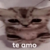 Reações Dogs & Cats🐱🐶 12