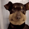 Reações Dogs & Cats🐱🐶 5