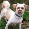 Cachorros zoeiras 10