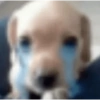 SOLTA CACHORRADA 9
