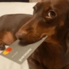 SOLTA CACHORRADA 12