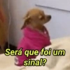 Reações Dogs & Cats🐱🐶 6