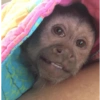 Monkys para el grupo  9