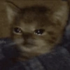 ⋆🐾 gatos tristes ᓚ₍ ^•⁠ ⁠ᴥ •^₎ 5