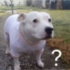 ?
