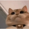 Gatitos Shitpost 😈🤑 10