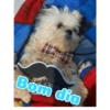 Bom dia