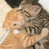 Kittens 🐱 ❤️ 16