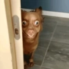 Cachorros engraçado  16