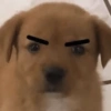 Doguitos 7