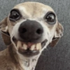 Cachorros engraçado  8
