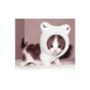 Cute Cat 19