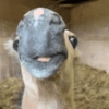 Cavalinho Fofo Reações 🐴 7