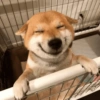 SOLTA CACHORRADA 14