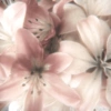 About pink  7