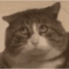 Reações gatinhos 14
