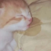 Gatinhos Engraçados🤣👇 8