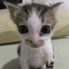 Gatitos. | @ocenferios  Haki. 7