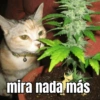 mira nada más