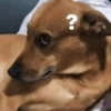 ? GeysiOy