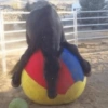 Cavalinho Fofo Reações 🐴 13