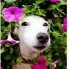Primavera 🌼 7