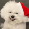 Perritos Navideños (Stickers) 15